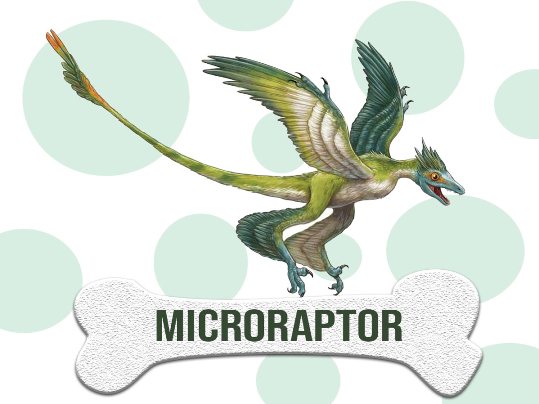 Dinosaurio Microraptor Características Y Alimentación